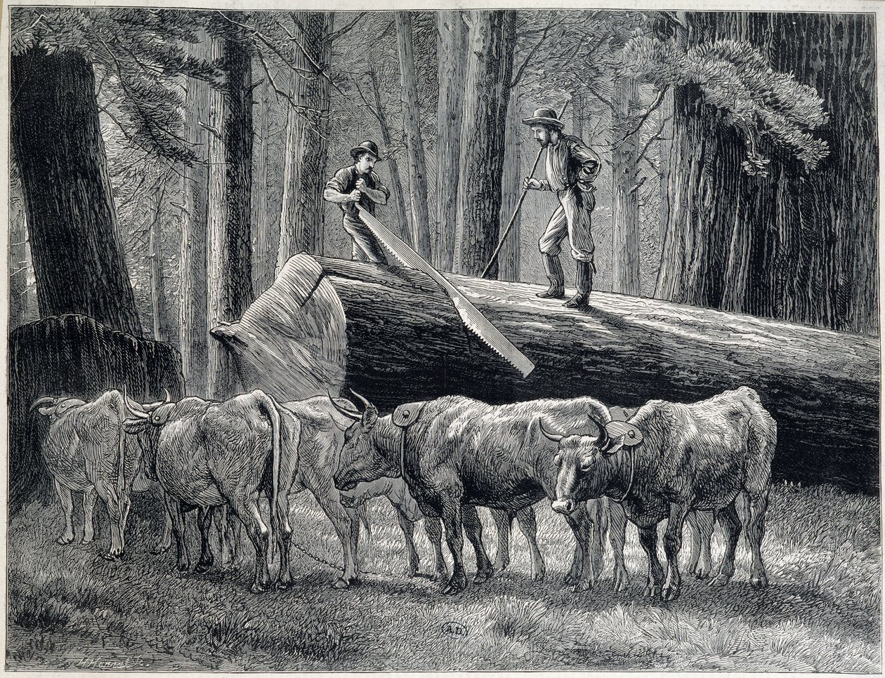 Houthakkers in een sequoia bos in Californië - gravure door Unknown artist