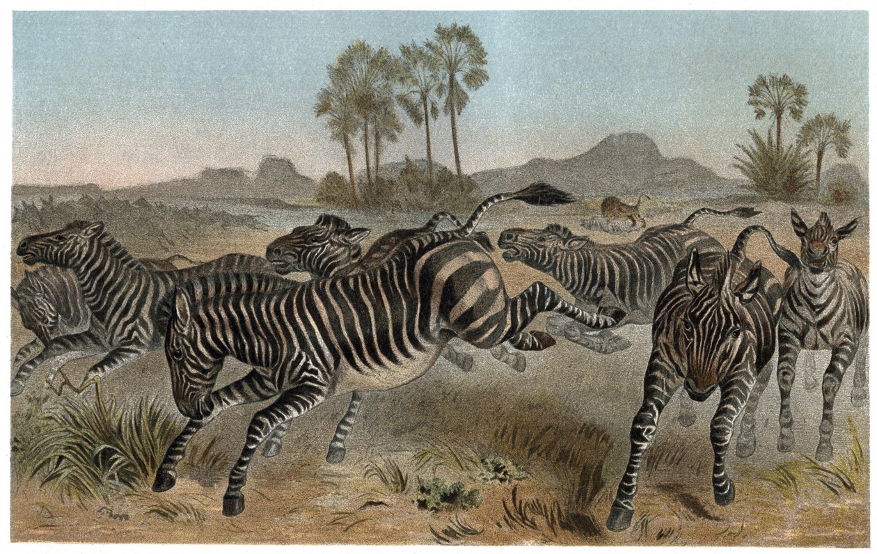 Zebra - Afrikaanse paardachtigen (paardenfamilie) - gravure uit 