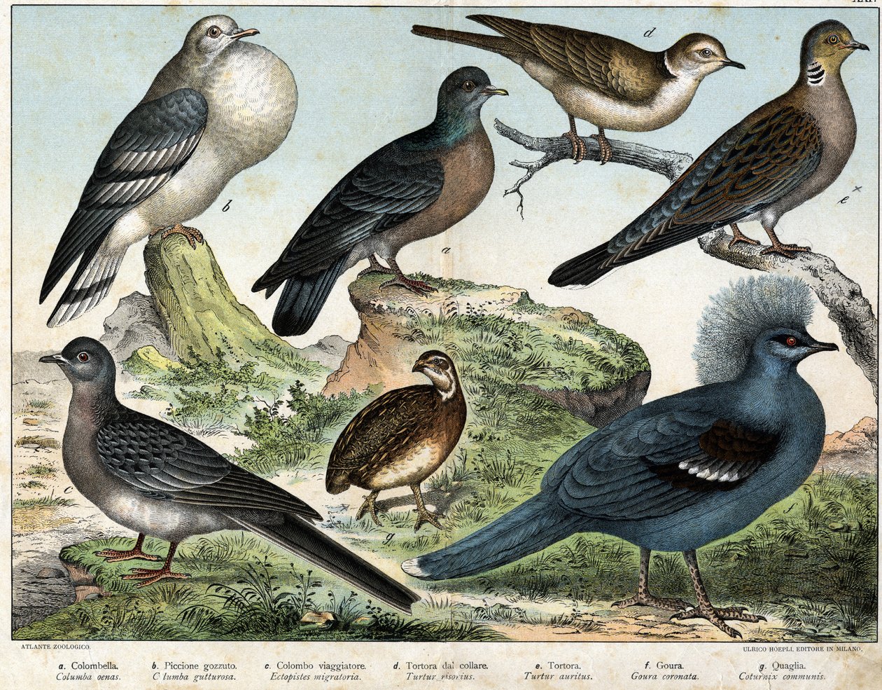 a: Columbian duif (Columba oenas), b: Mongoolse duif (Columba gutturosa), c: Treurduif (Etopistes migratoria), d: Turkse duif (Turtur risorius), e: Houtduif (Turtur auritus), f: Goura (Goura coronata), g: Tarwekwartel (Coturnix communis) - in door Unknown artist