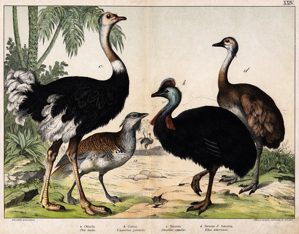 a: Grote trap (Otis tarda), b: Kasuaris (Casarius galeatus), c: Afrikaanse struisvogel (Struthio camelus), d: Nandon (Rhea Americana) -In 