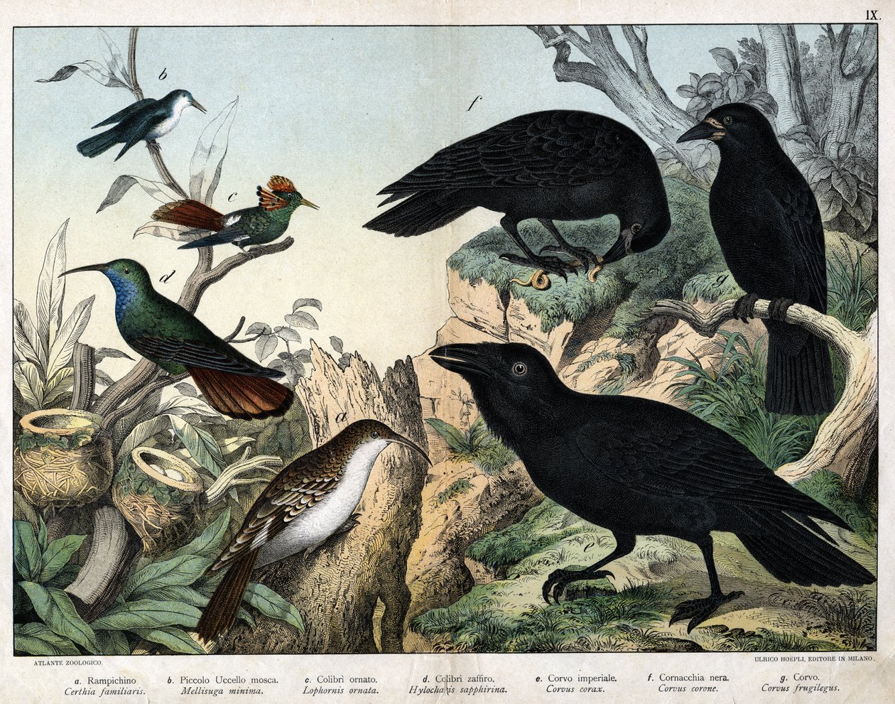 a: Boomkruiper (Certhia familiaris), b: Kleine vliegenvanger (Mellisuga minima), c: Versierde kolibrie (Lophornis ornata), d: Saffierkolibrie (Hylocharis sapphirina), e: Keizerlijke raaf (Corvus corax), f: Zwarte kraai (Corvus corone), g: Raaf (Corvus frug door Unknown artist