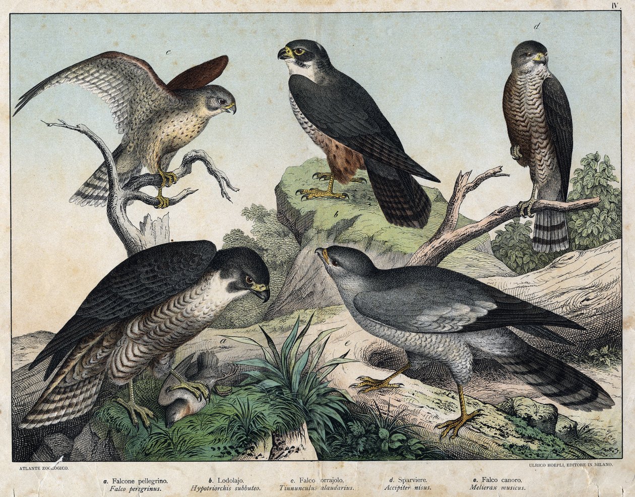 a: Slechtvalk (Falco peregrinus), b: Boomvalk (Hypotriorchis subbuteo), c: Torenvalk (Tunnunculus alaudarius), d: Europese Havik (Accipiter nisus), e: Zingende rond (Melierax musicus) - in 