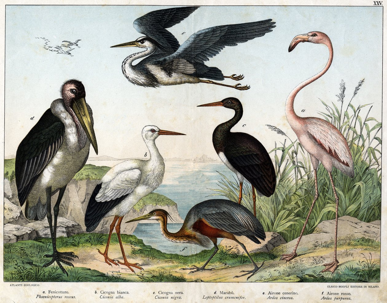 a: Flamingo (Phoenicopterus roseus), b: Witte ooievaar (Ciconia alba), c: Zwarte ooievaar (Ciconia nigra), d: Maraboe (Leptoptilus crumenifer), e: Witte reiger (Ardea cinerea), f: Rode reiger (Ardea purpurea) - in 