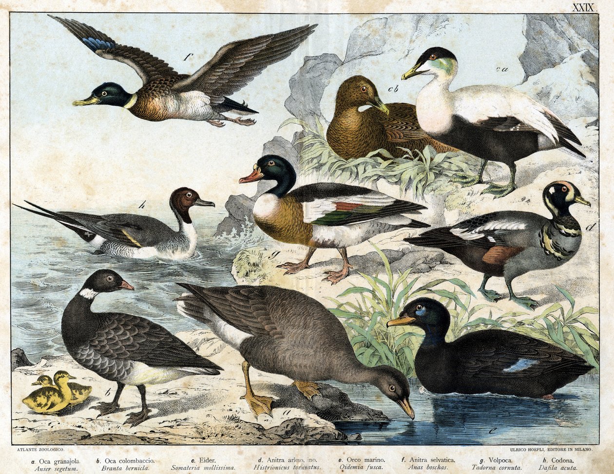a: Zaadgans (Asner segetum), b: Rotgans (Branta bernicla), c: Eidereend (Somateria mollissima), d: Harlekijneend (Histrionicus torquatus), e: Zwarte eend (Oidemia fusca), f: Wilde eend (Anas boschas), g: Belon