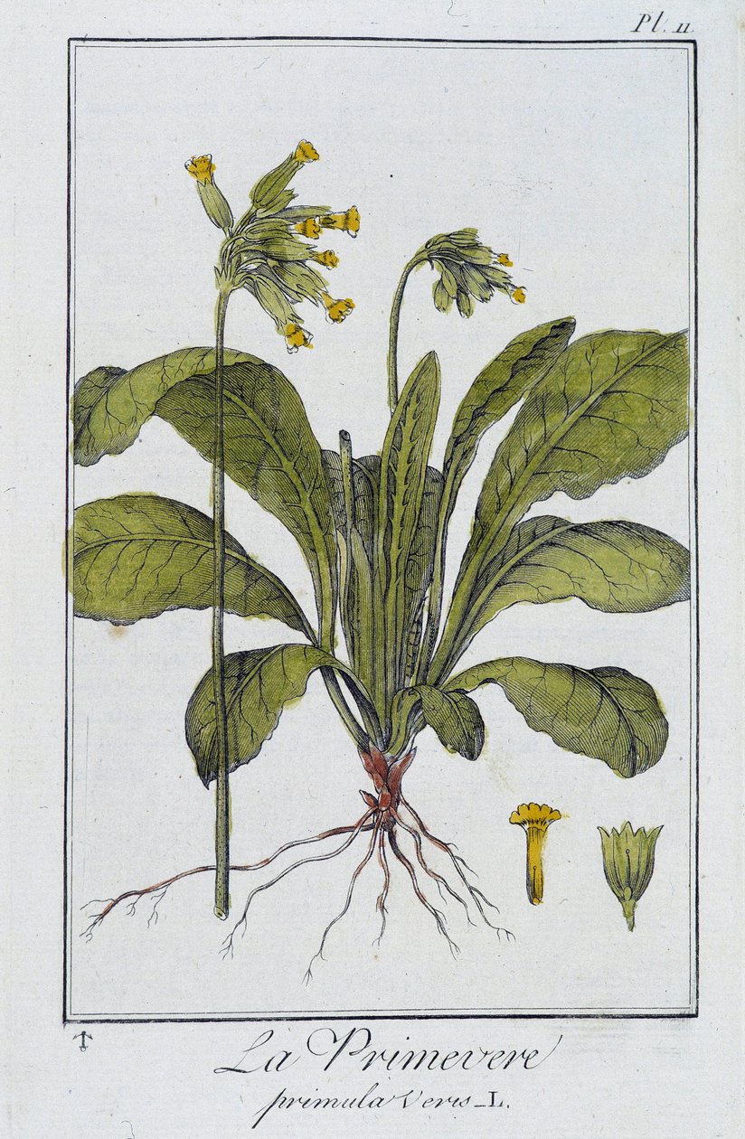 De sleutelbloem (Primula veris) - in "Exercises de botanique à l