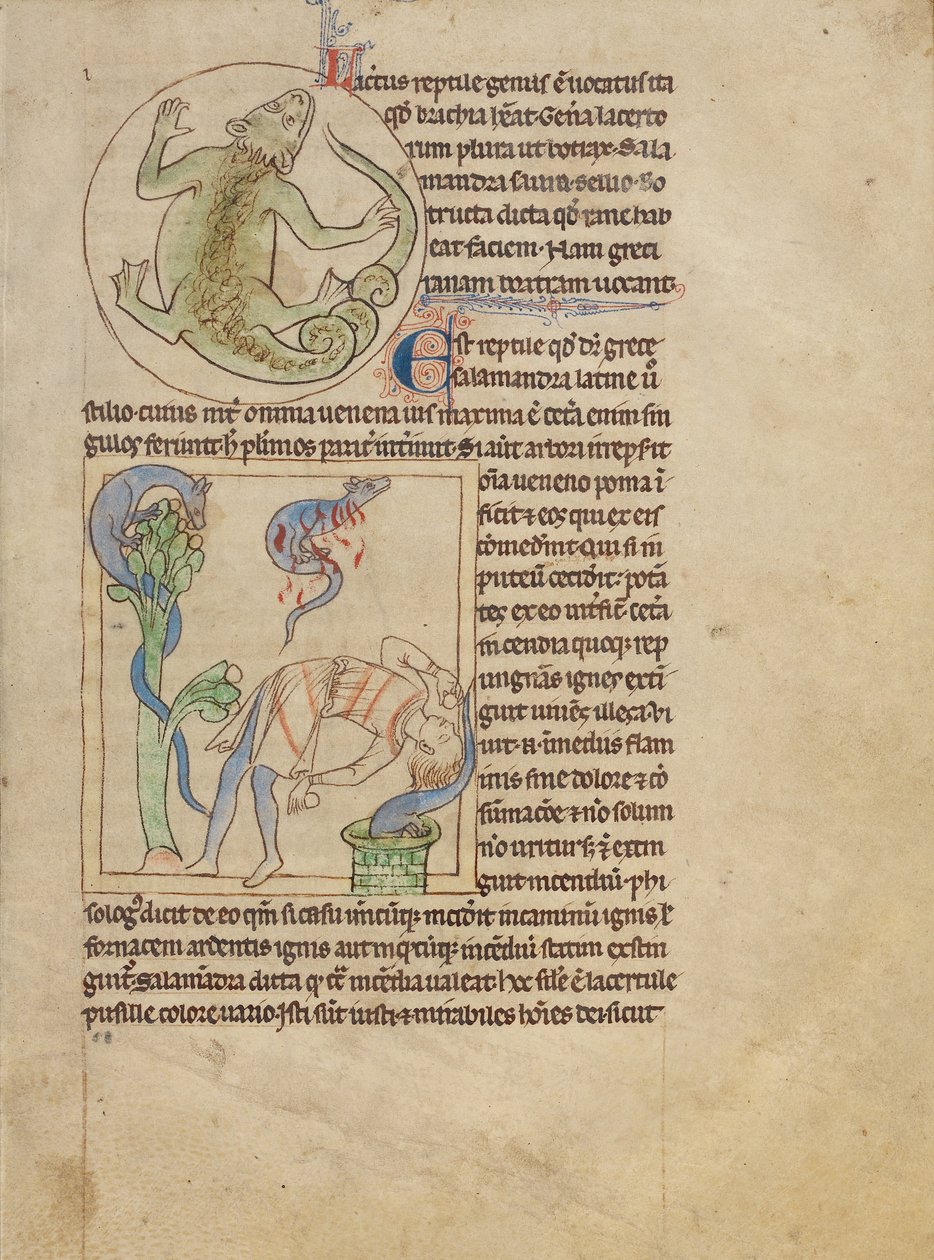 Een hagedis; Salamanders door Unknown artist