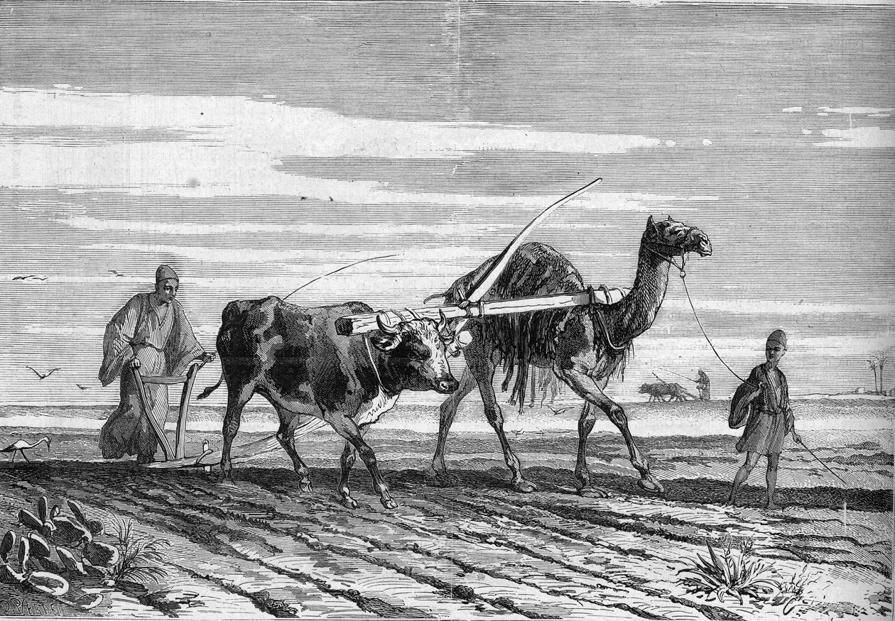 Landbouw in Egypte: een ploeg getrokken door een koe en een kameel. Gravure in "Le Monde Illustré" nr. 1316 van 17 juni 1882. door Unknown artist
