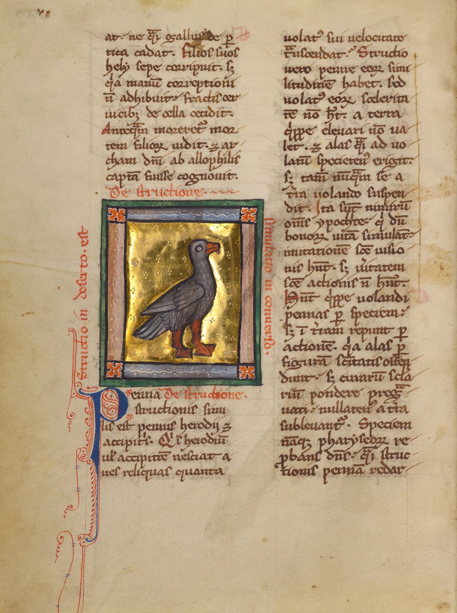 Naar struisvogel door Unknown artist