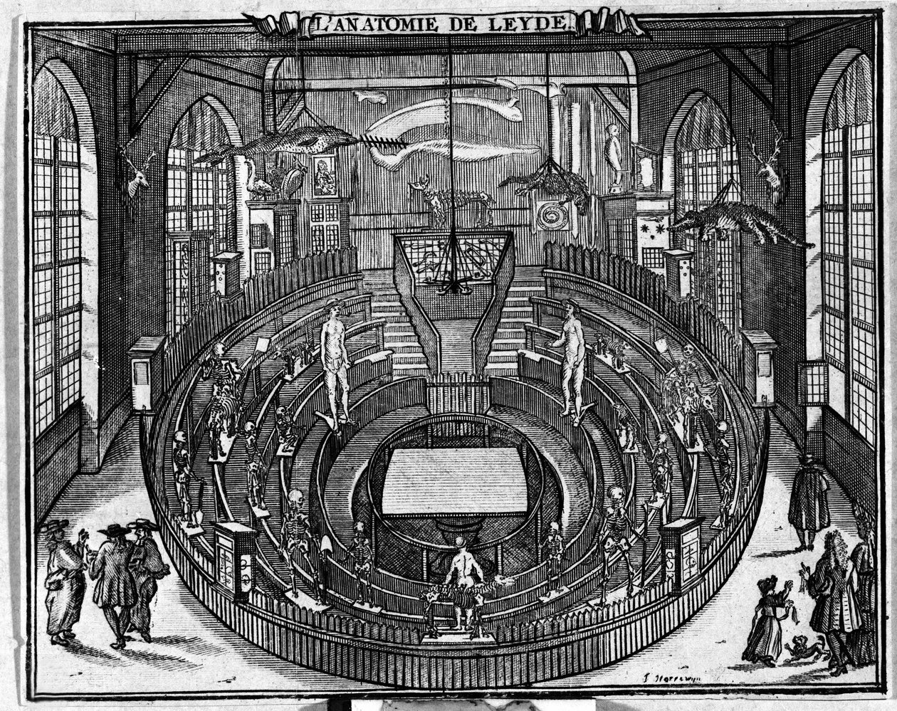 Anatomisch theater van de Universiteit van Leiden, eind 17e eeuw. door Unknown artist