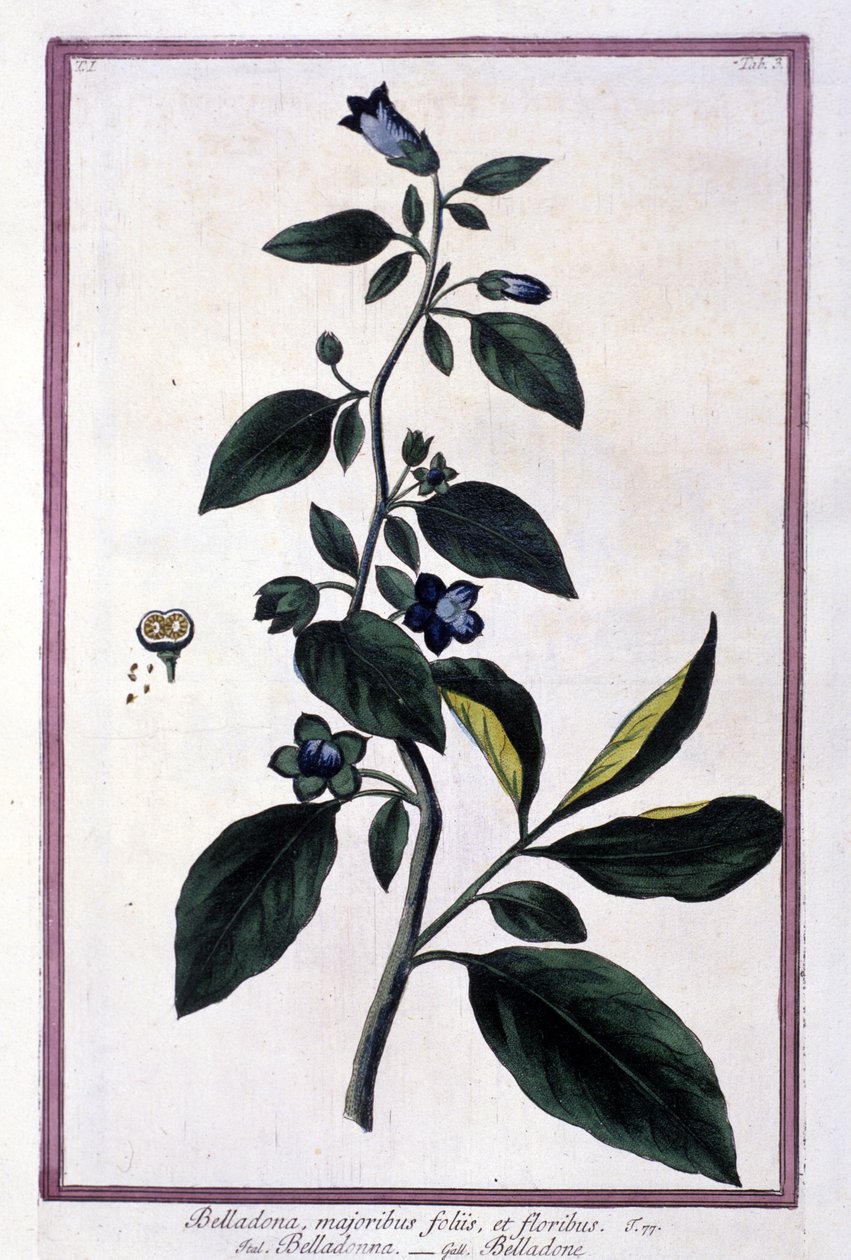 Belladonna, bloemen en bessen. Giftige plant gebruikt in de geneeskunde. Gravure naar een 19e-eeuws herbarium. door Unknown artist