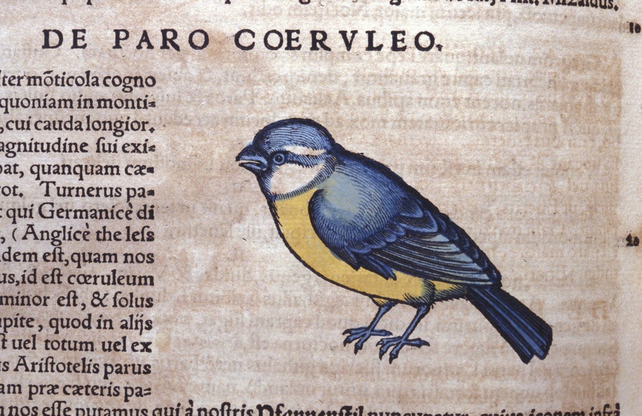 Blauwe Passereau in Historia Animalium door Conrad Gesner (1516 - 1565), Tiguri door Unknown artist