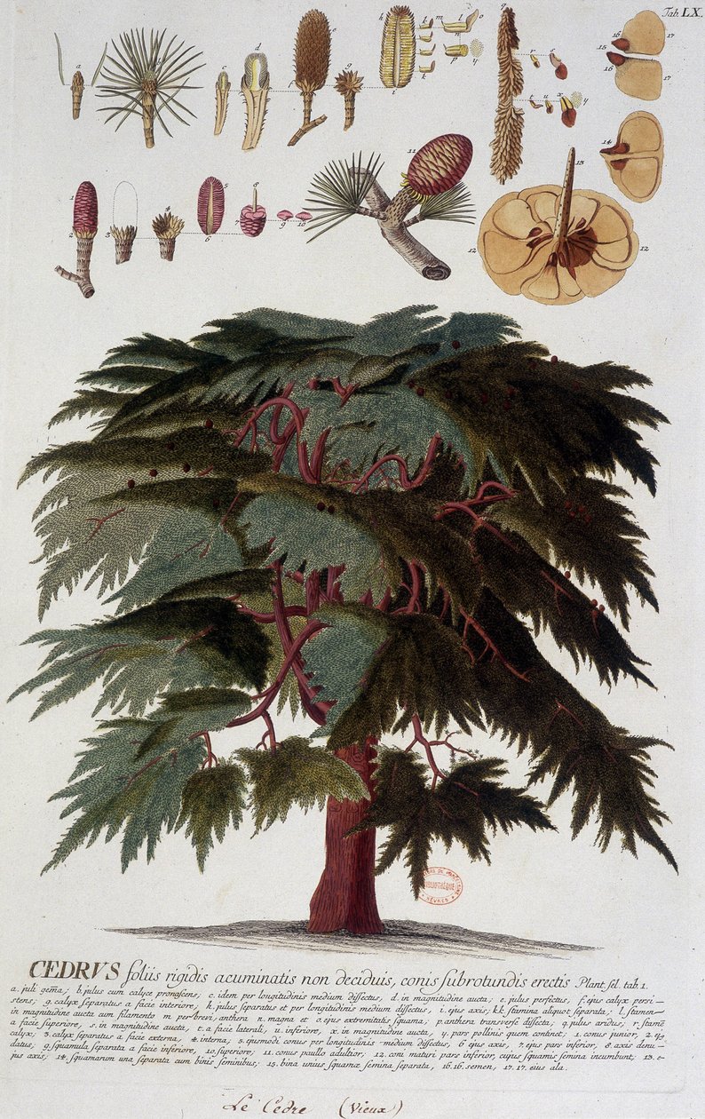 Botanische plaat: Ceder. 19e eeuw door Unknown artist
