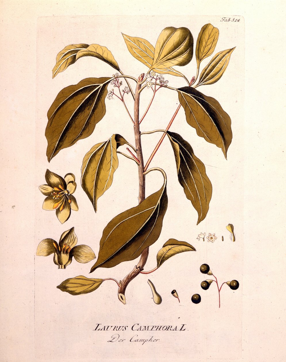 Botanische plaat: kamfer (Laurus Camphora). Gravure in 