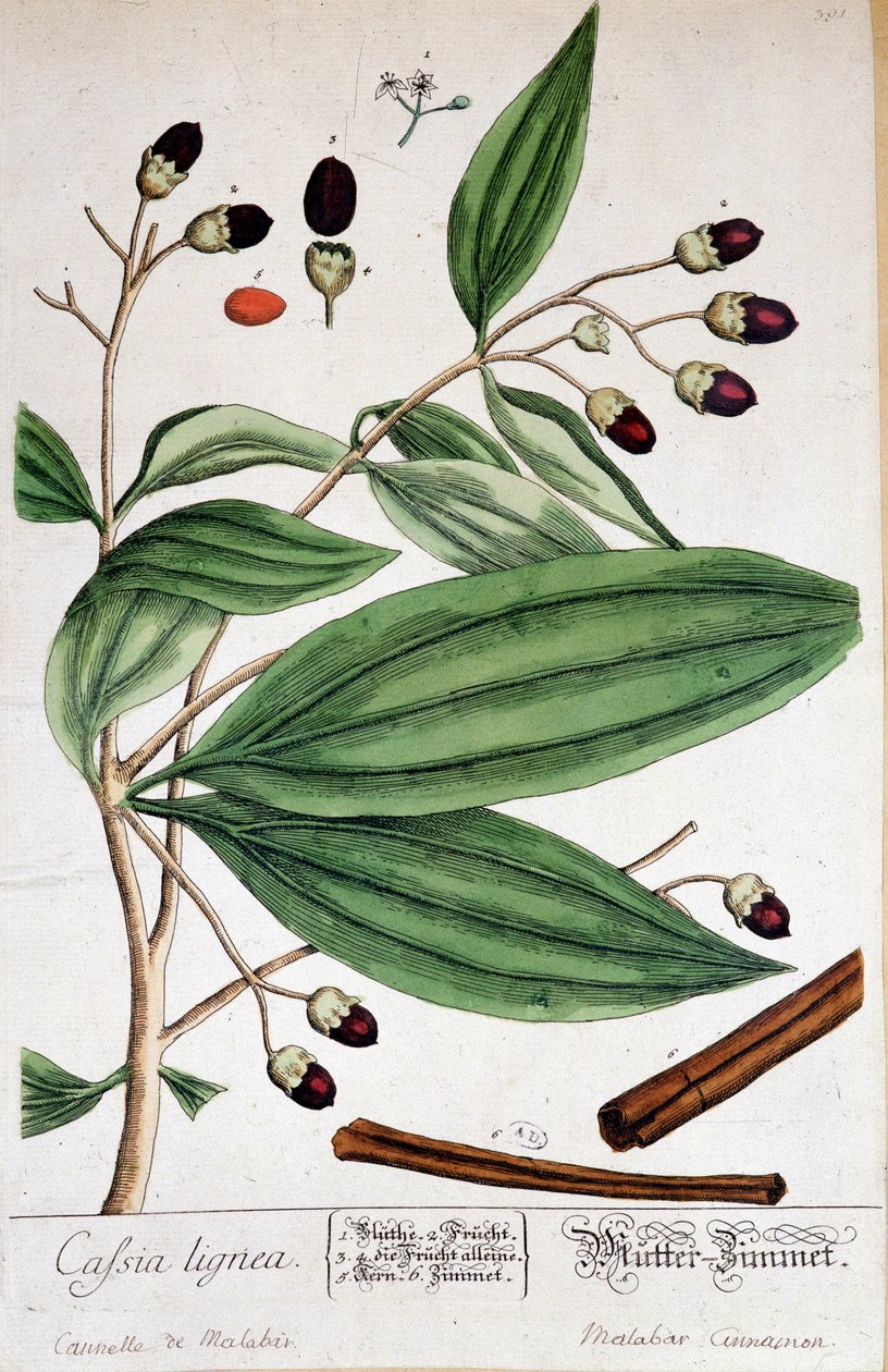 Kaneel van Malabar (India) door Unknown artist