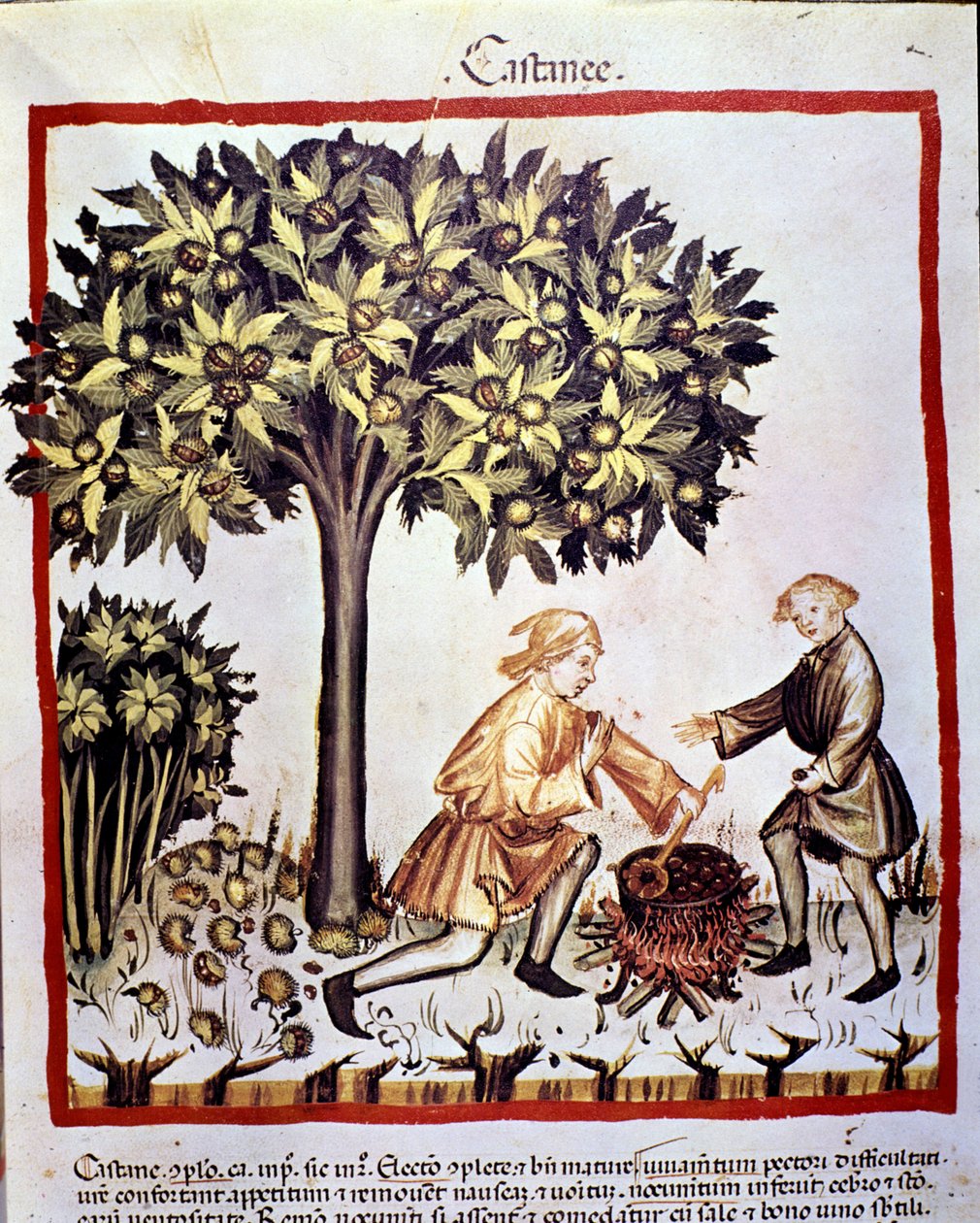 Verzamelen en bereiden van kastanjes in de herfst. Verlichting uit de melk van geneeskunde en diëtetiek 