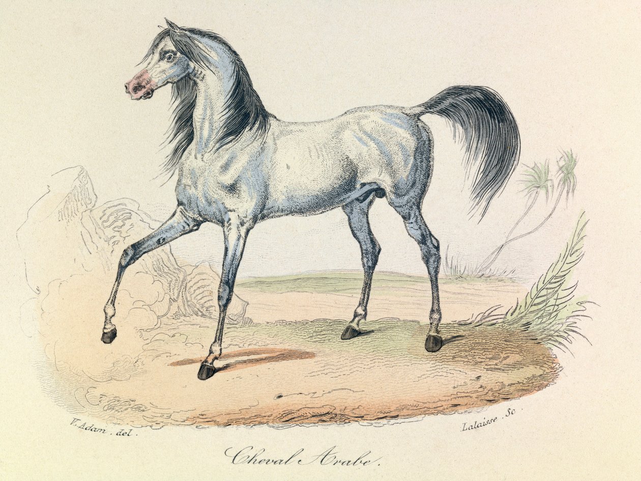 "Completes de Buffon" met Linneense nomenclatuur en de classificatie van Cuvier: Dieren: Cheval Arabe (gravure) door Unknown artist