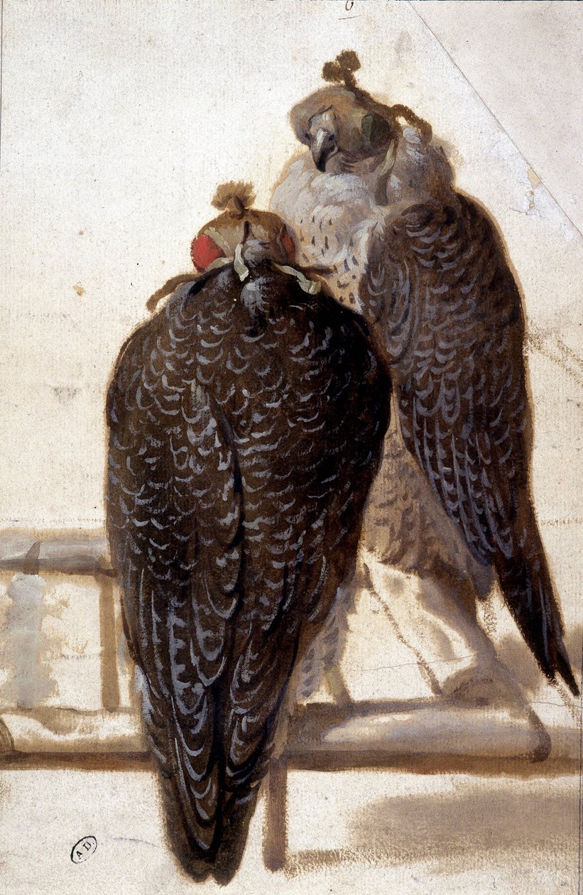 Koppel valken. 18e-eeuwse tekening door Unknown artist