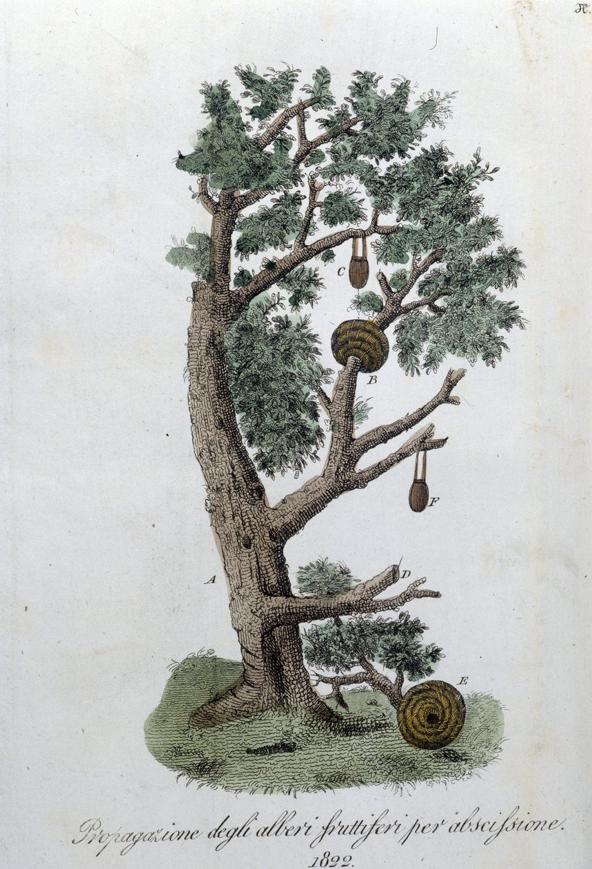 Snoeisysteem voor de ontwikkeling van fruitbomen. Plaat uit 