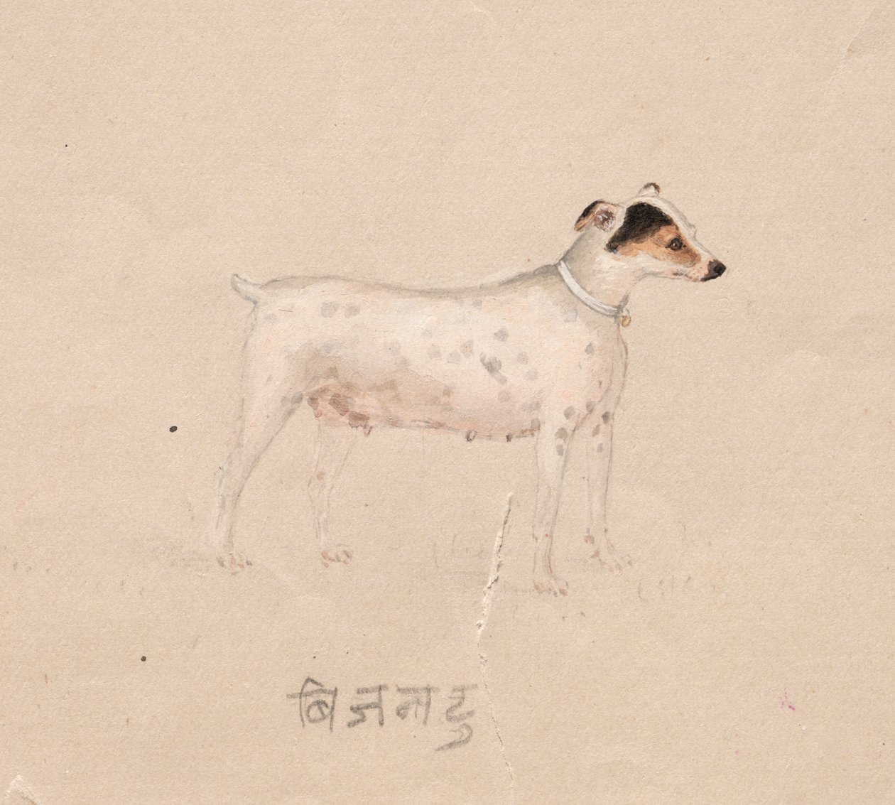 Hond door Unknown artist