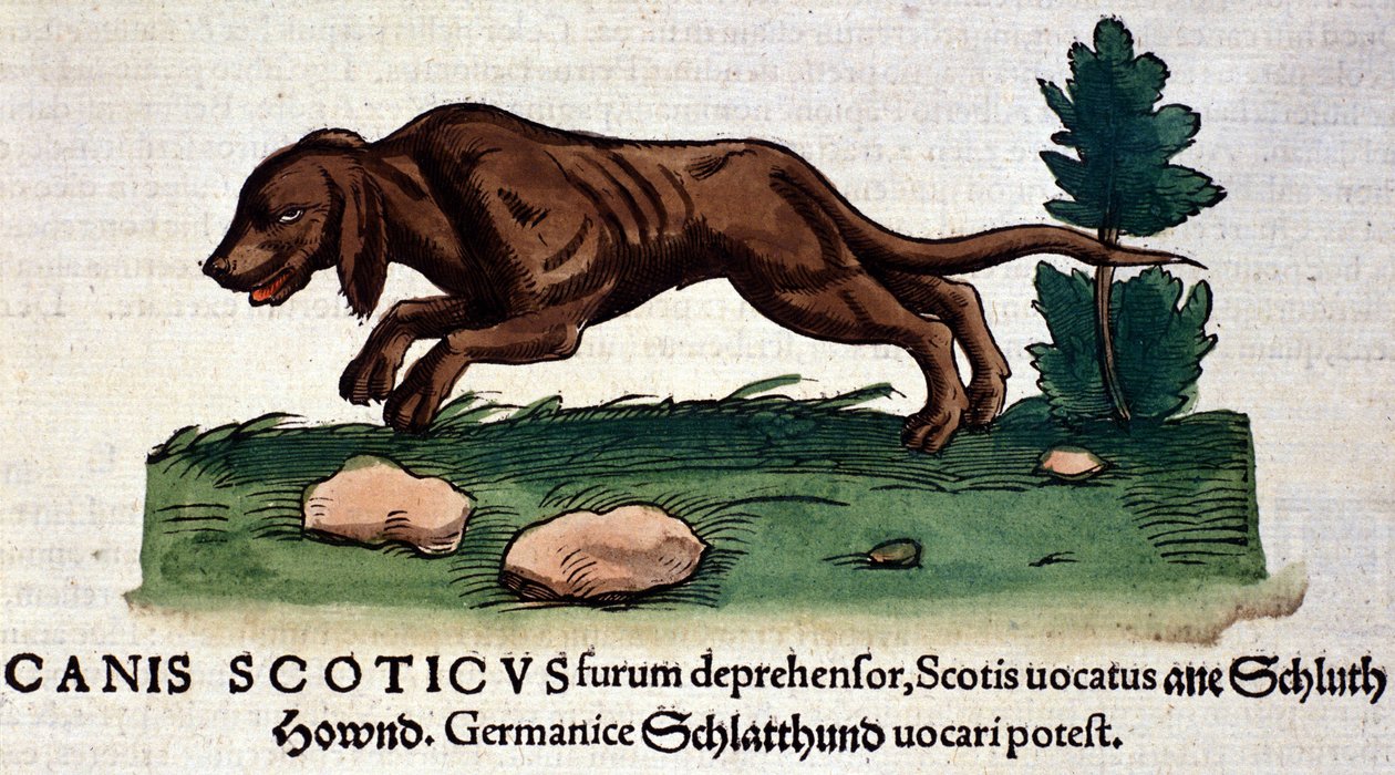 Hond uit de Historia Animalium door Conrad Gesner, Tiguri 1560. Biblioteca nazionale Braidense. Milaan door Unknown artist