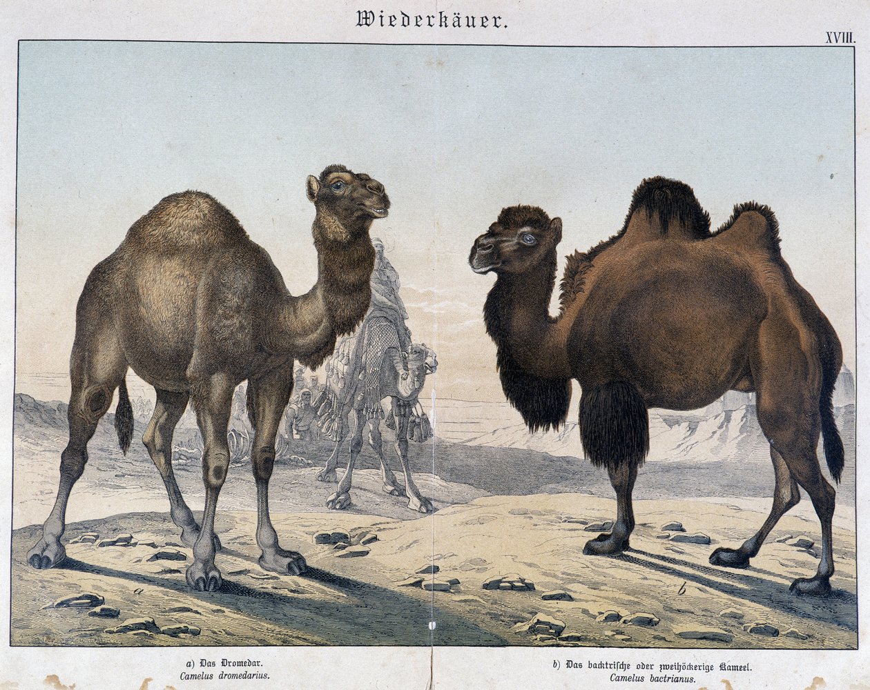 Dromedaris en kameel - in "Natural histories of mammals", uitgegeven door Schreiber, München door Unknown artist