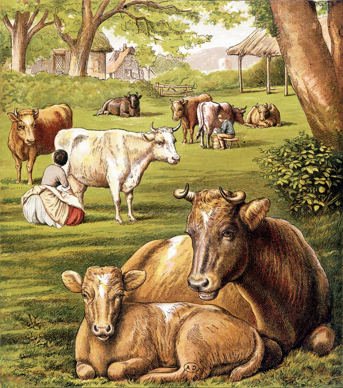 Boeren die melk trekken. 19e eeuw. door Unknown artist