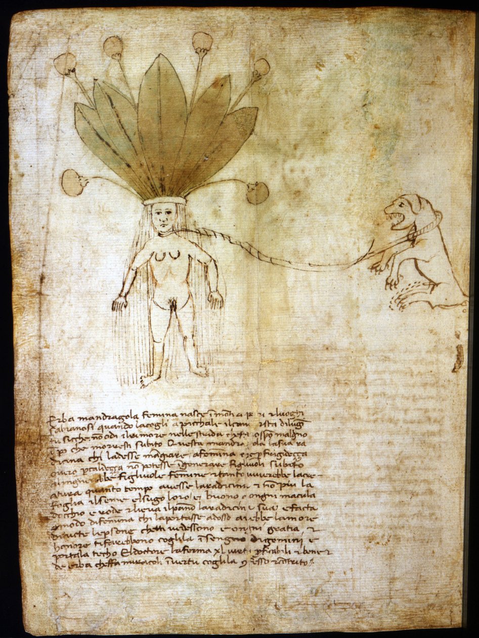 Vrouwelijke alruin, geëxtraheerd uit een kruid uit de 14e eeuw door Unknown artist
