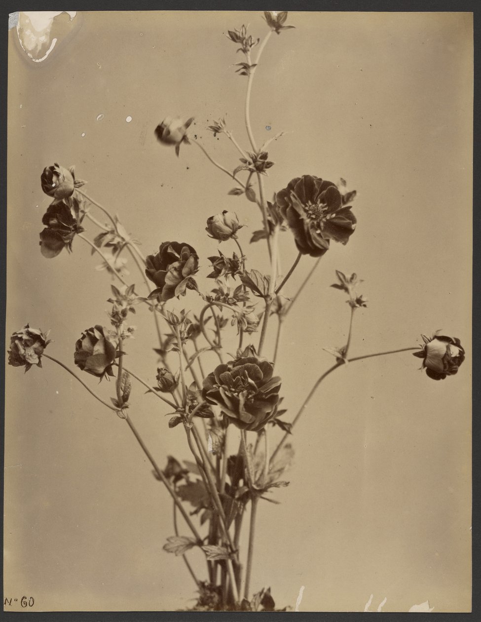 [Bloemrijke studie] door Unknown artist