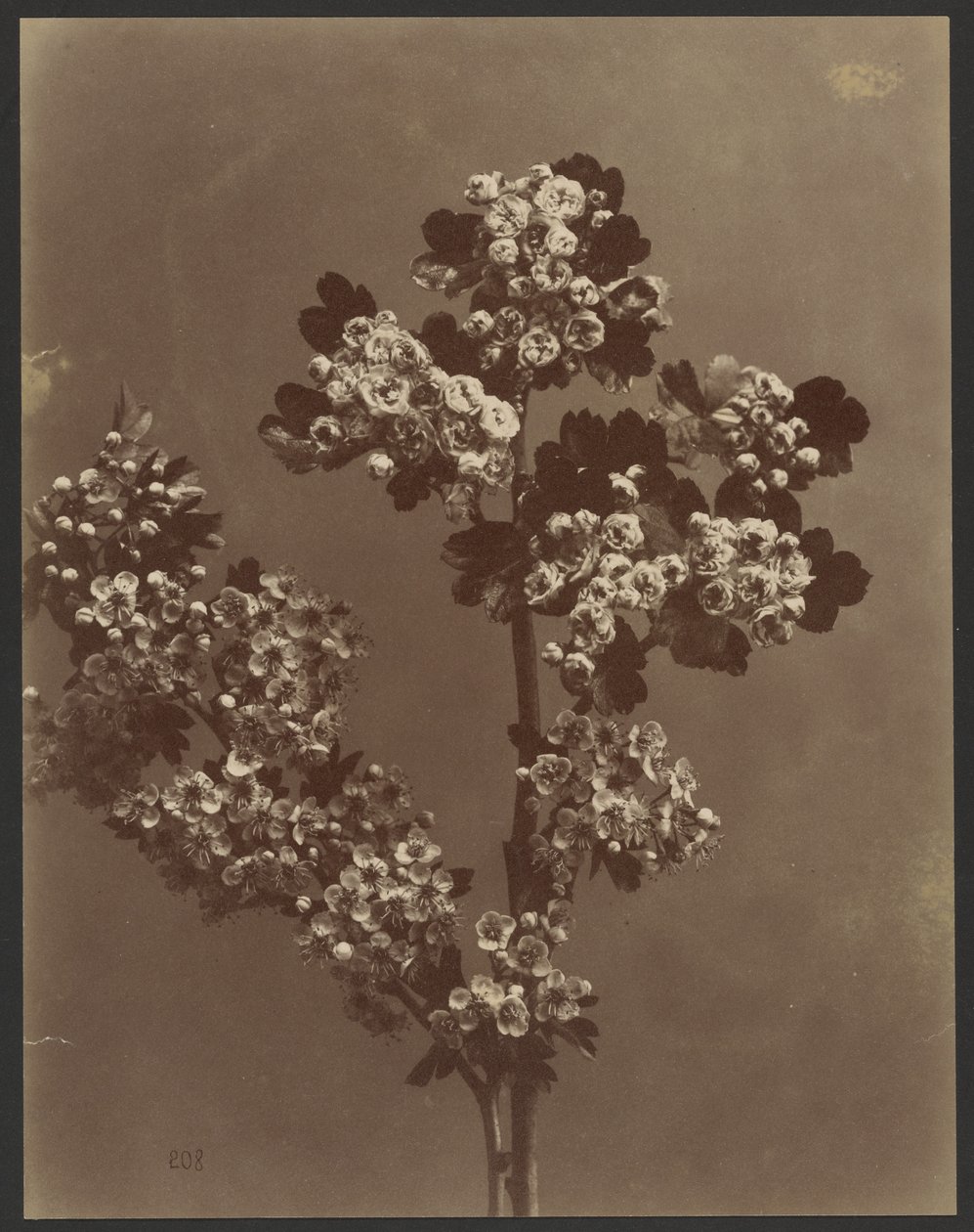 [Bloemenstudie met meerdere bloemtrossen]. door Unknown artist
