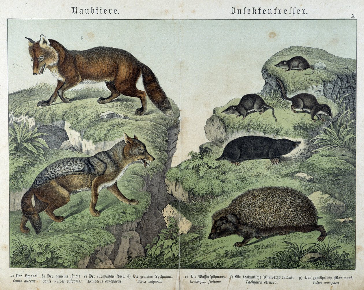 Vossen, zilvervossen, spitsmuizen, mol en egel - in 