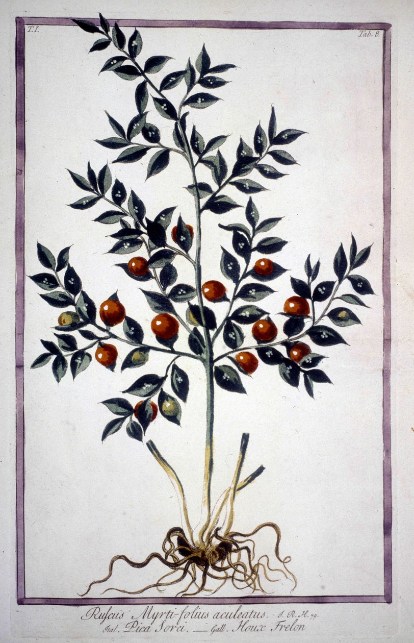 Fragon Valse Hulst of Kleine Hulst (Ruscus) in een 19e-eeuws herbarium door Unknown artist