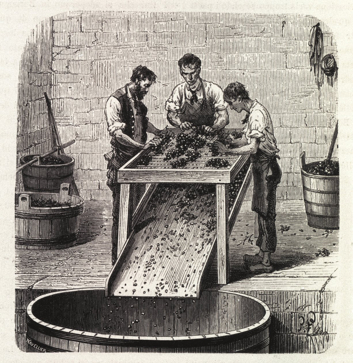 Het sorteren van de druiven op een rooster tijdens het proces van het maken van wijn van superieure kwaliteit uit Bourgondië. Gravure uit het einde van de 19e eeuw door Unknown artist