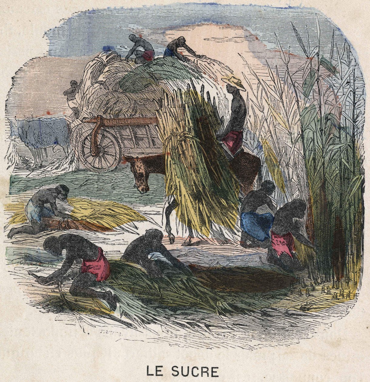 Suikerriet oogsten in de West-Indië. Illustratie uit de 19e eeuw, Bianchetti collectie door Unknown artist