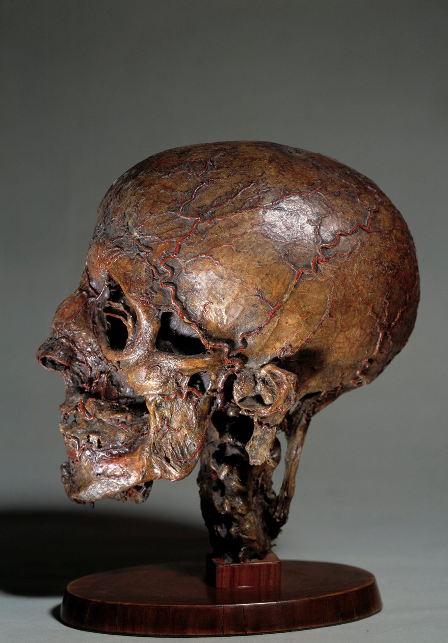 Menselijk anatomisch hoofd gemaakt door middel van waxinjecties. 18e eeuw door Unknown artist