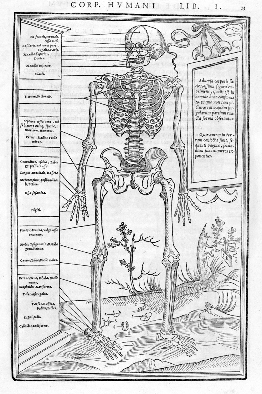 Menselijk skelet, vooraanzicht. Anatomische plaat uit 