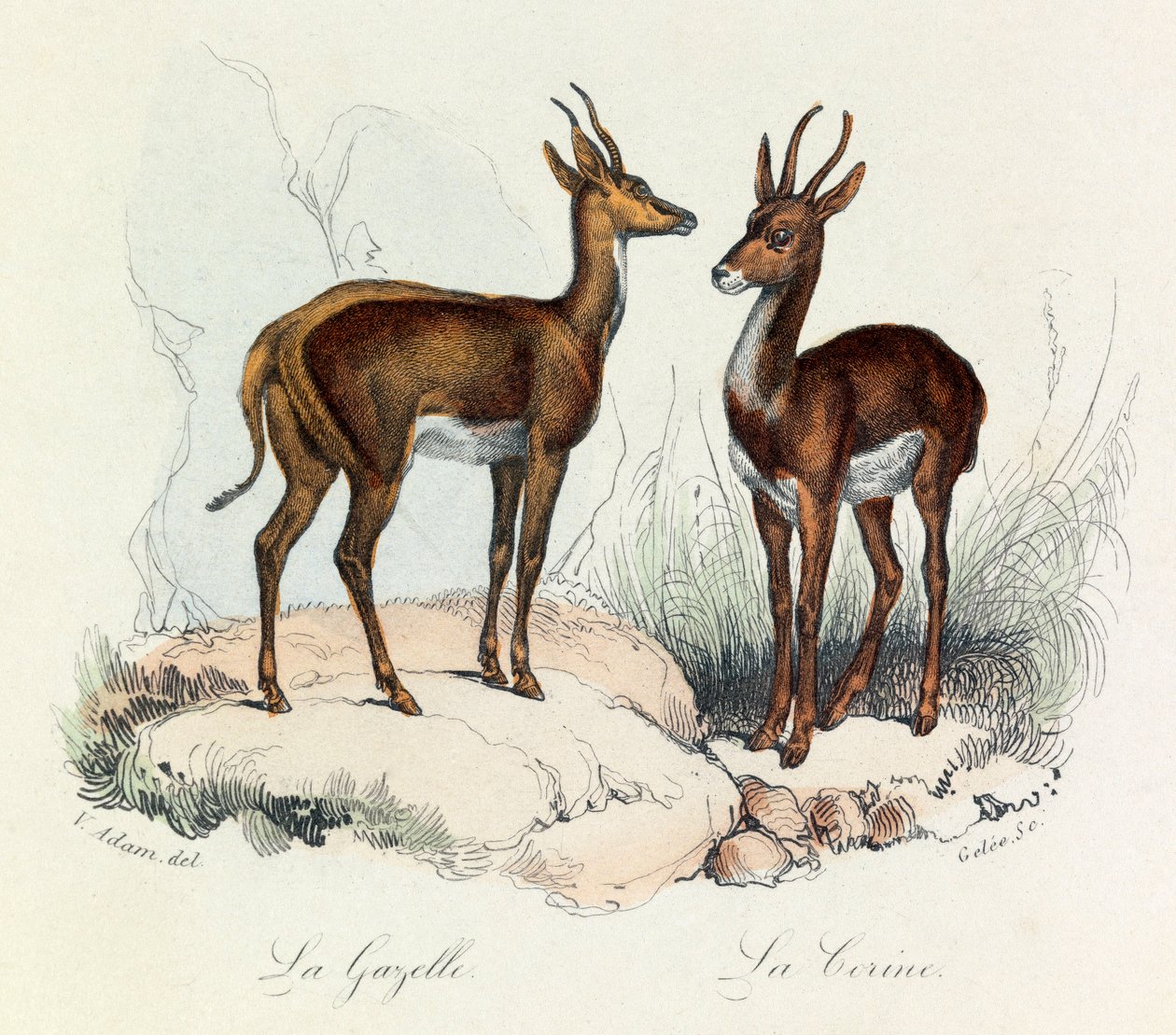 Illustratie uit het boek "Complete Works of Buffon": Les Quadrupedes: La gazelle et la corine (gravure) door Unknown artist