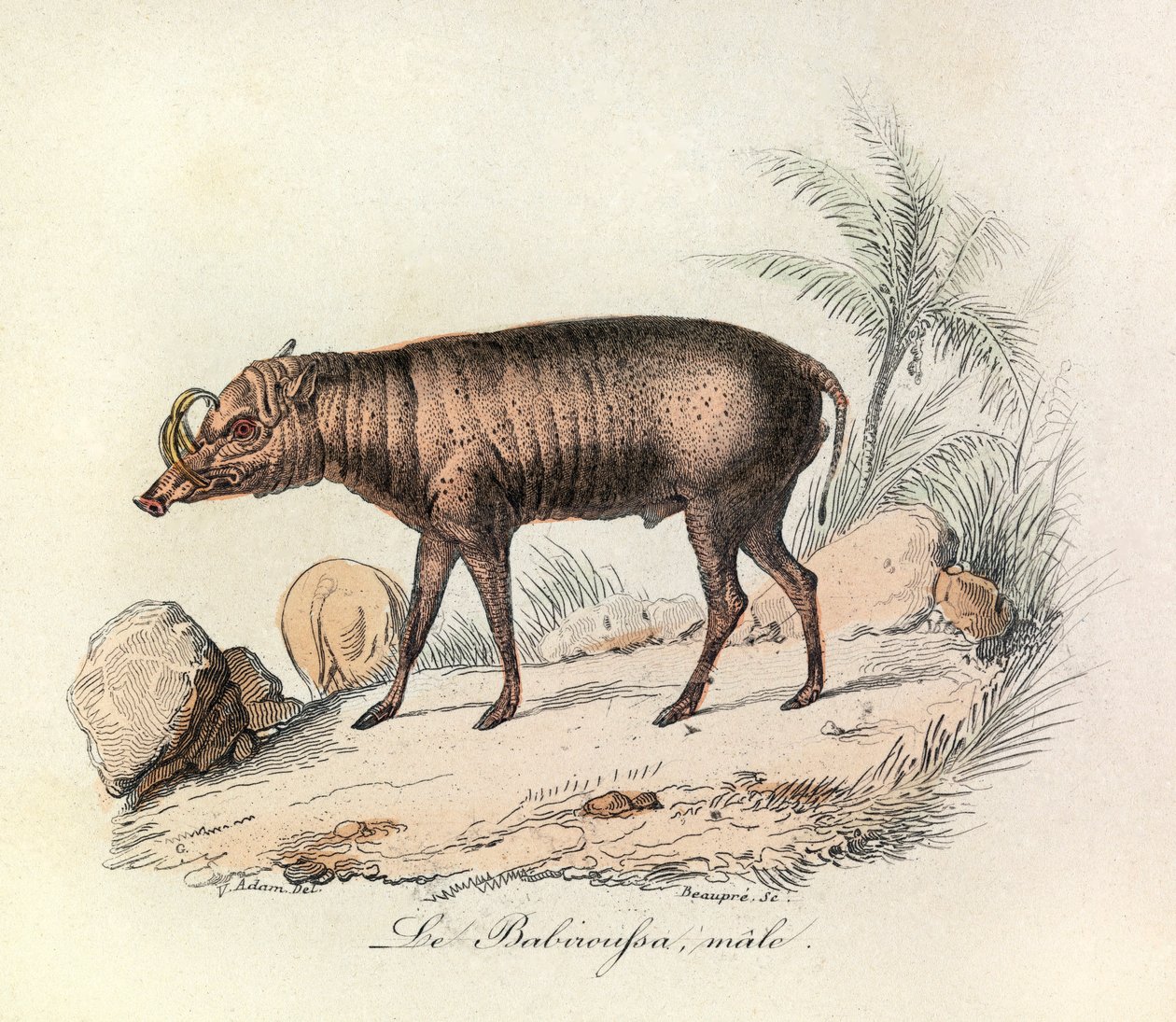 Illustratie uit het boek "Complete Works of Buffon": Les Quadrupedes: Le babiroussa male (gravure) door Unknown artist