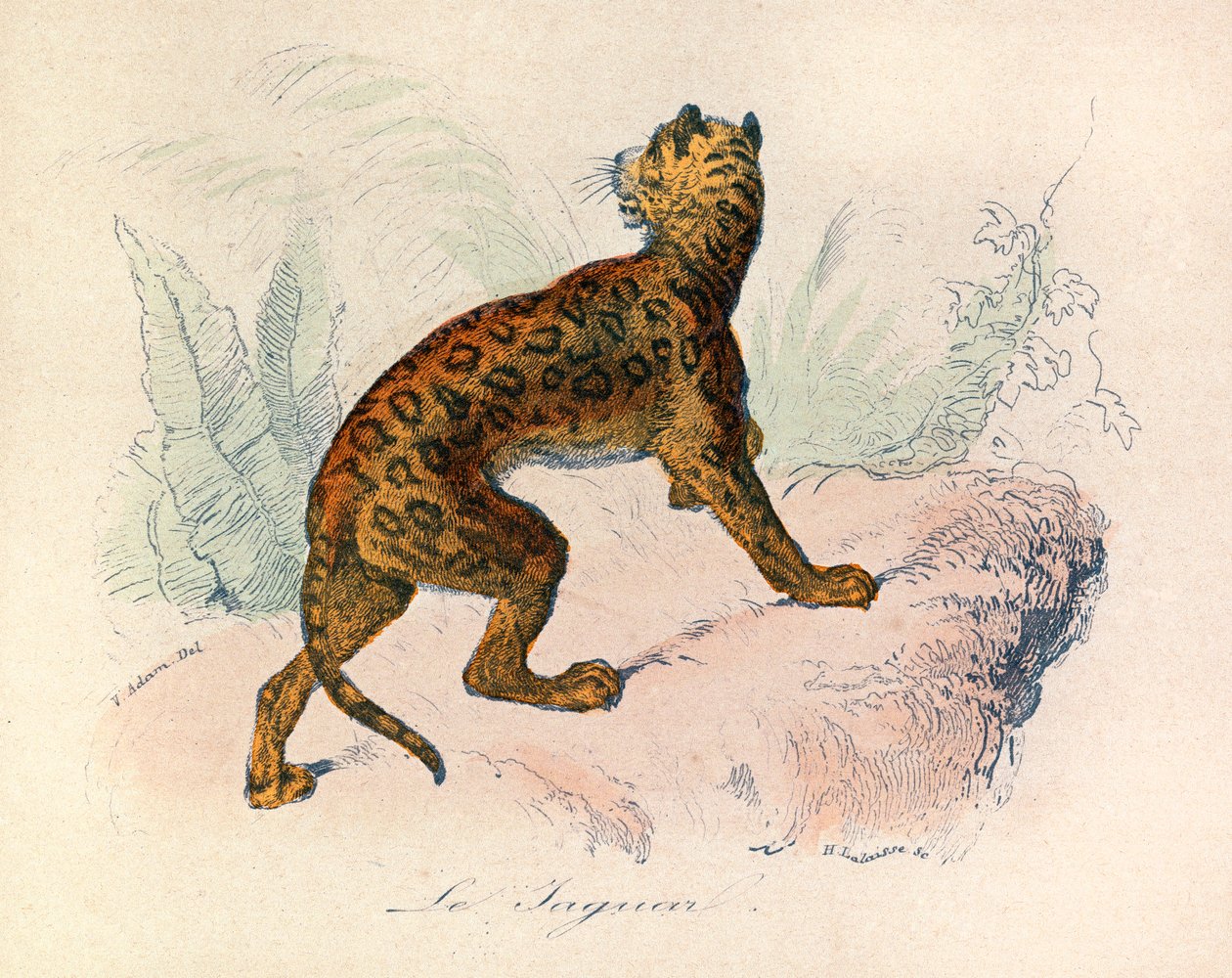 Illustratie uit het boek "Complete Works of Buffon": Les Quadrupedes: De jaguar (gravure) door Unknown artist