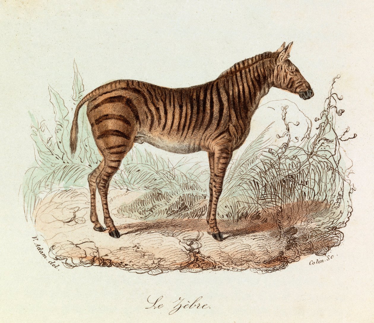Illustratie uit het boek "Complete Works of Buffon": Les Quadrupedes: Le zebre (gravure) door Unknown artist