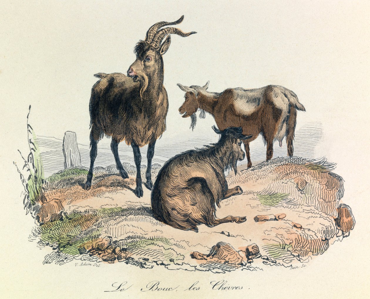 Illustratie uit het boek "Complete Works of Buffon": Les animaux: De geit en de geiten (gravure) door Unknown artist