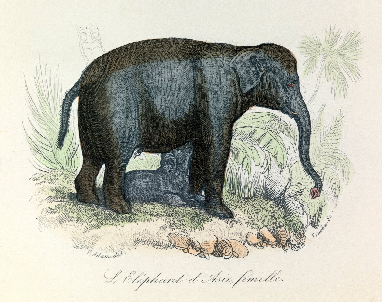 Illustratie van een Aziatische vrouwelijke olifant uit het boek van Buffon, geclassificeerd door Linnaeus en Cuvier (gravure) door Unknown artist