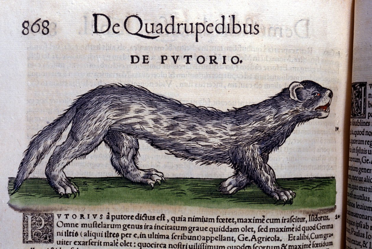 Le fertois - in Historia Animalium door Conrad Gesner (1516 - 1565), Tiguri door Unknown artist