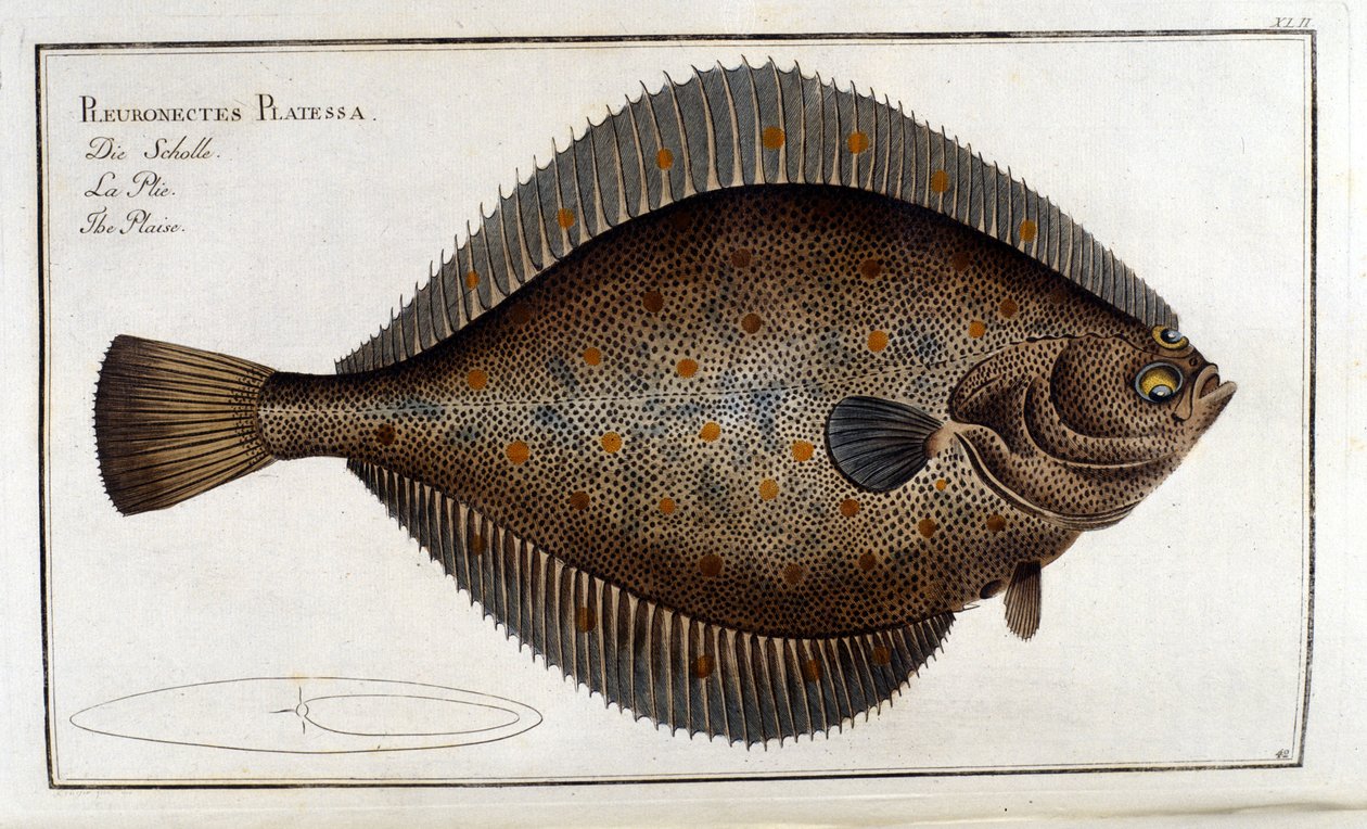 De tarbot of Pleuronectes Platessa naar Marc Elieser Bloch Ichtyologie Parijs - Berlijn - Londen 1787 door Unknown artist