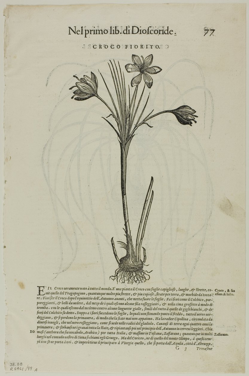 Blad uit Discorsi door Petrus Andreas Matthiolus, plaat 99 uit Houtsneden uit Boeken van de XVI Eeuw door Unknown artist