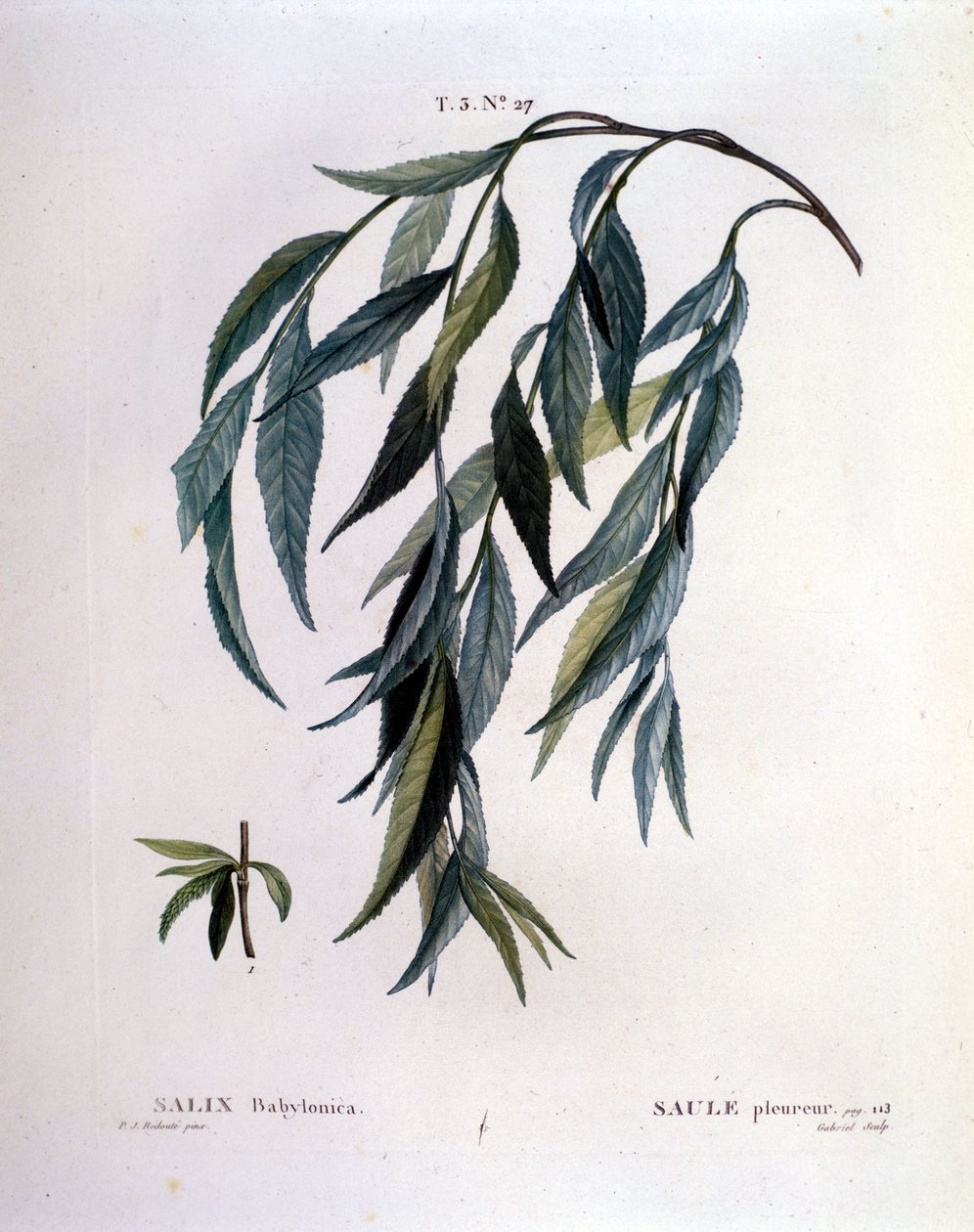 Blad van treurwilg (Salix babylonica) door Unknown artist
