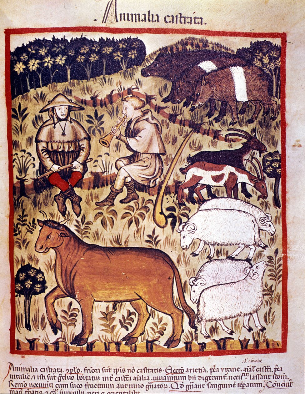 Vee, schapen, geiten en varkens. Verlichting uit de melk van geneeskunde en diëtetiek 