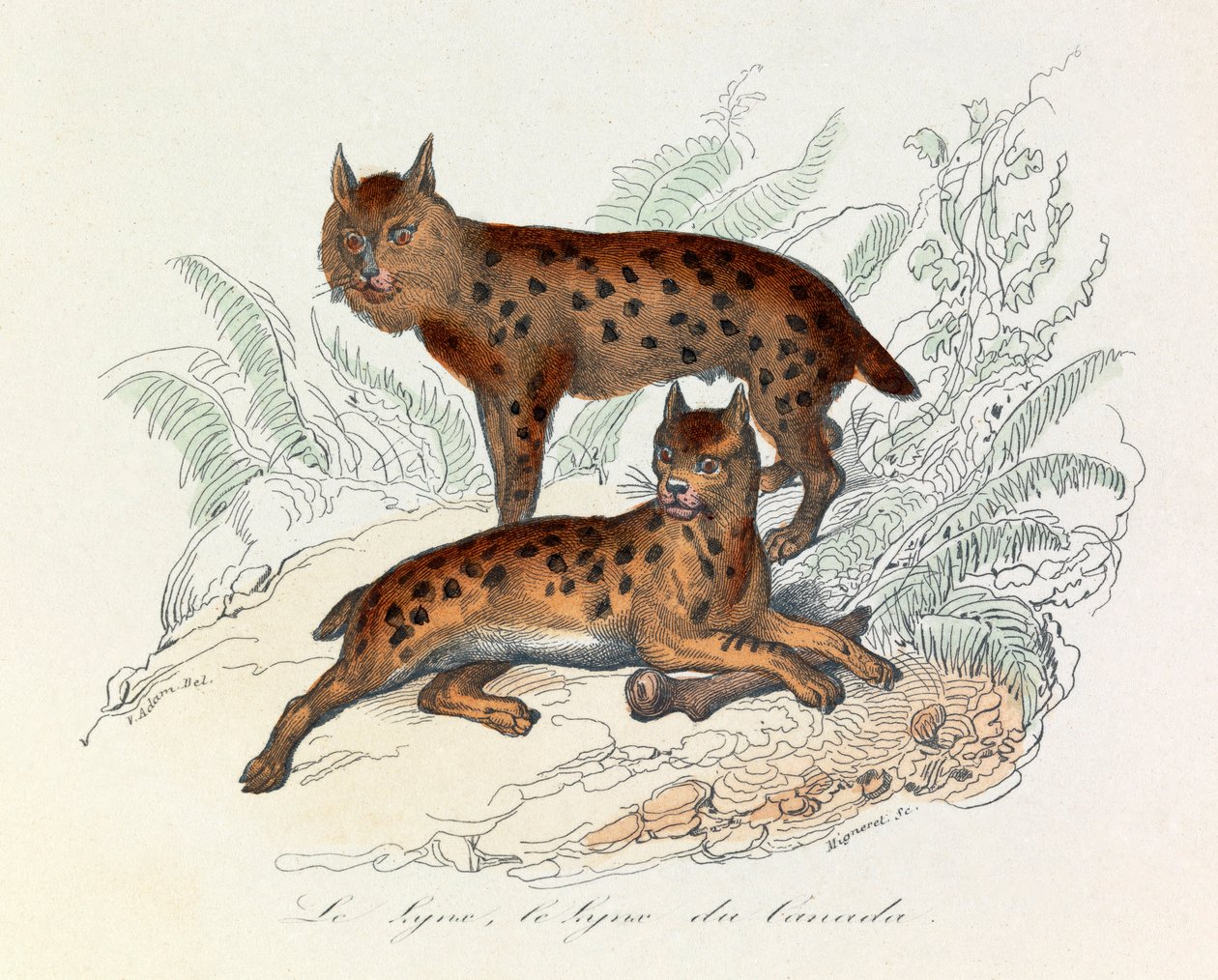 Lynx en Canadese lynx, twee vierpotige zoogdieren, geclassificeerd door Linneene en Cuvier (gravure) door Unknown artist