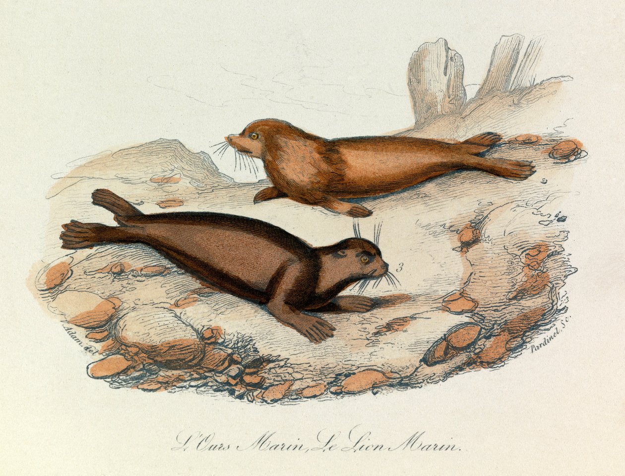 Zeebeer en leeuw ingedeeld volgens de nomenclatuur van Linneene en de classificatie van Cuvier (gravure) door Unknown artist