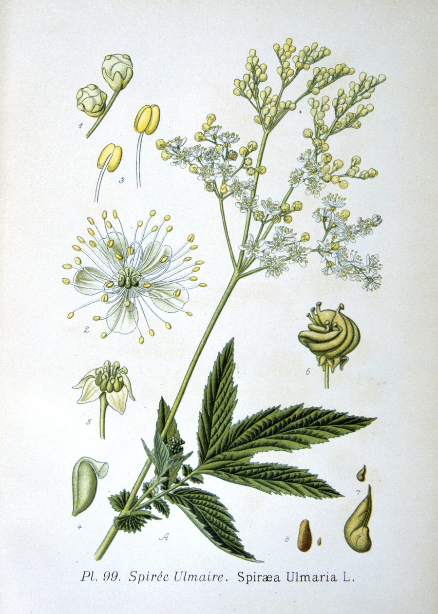 Moerasspirea door Unknown artist