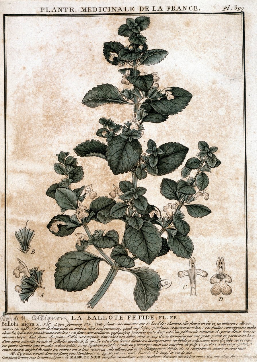 Medicinale plant uit Frankrijk: de stinkende belotte door Unknown artist